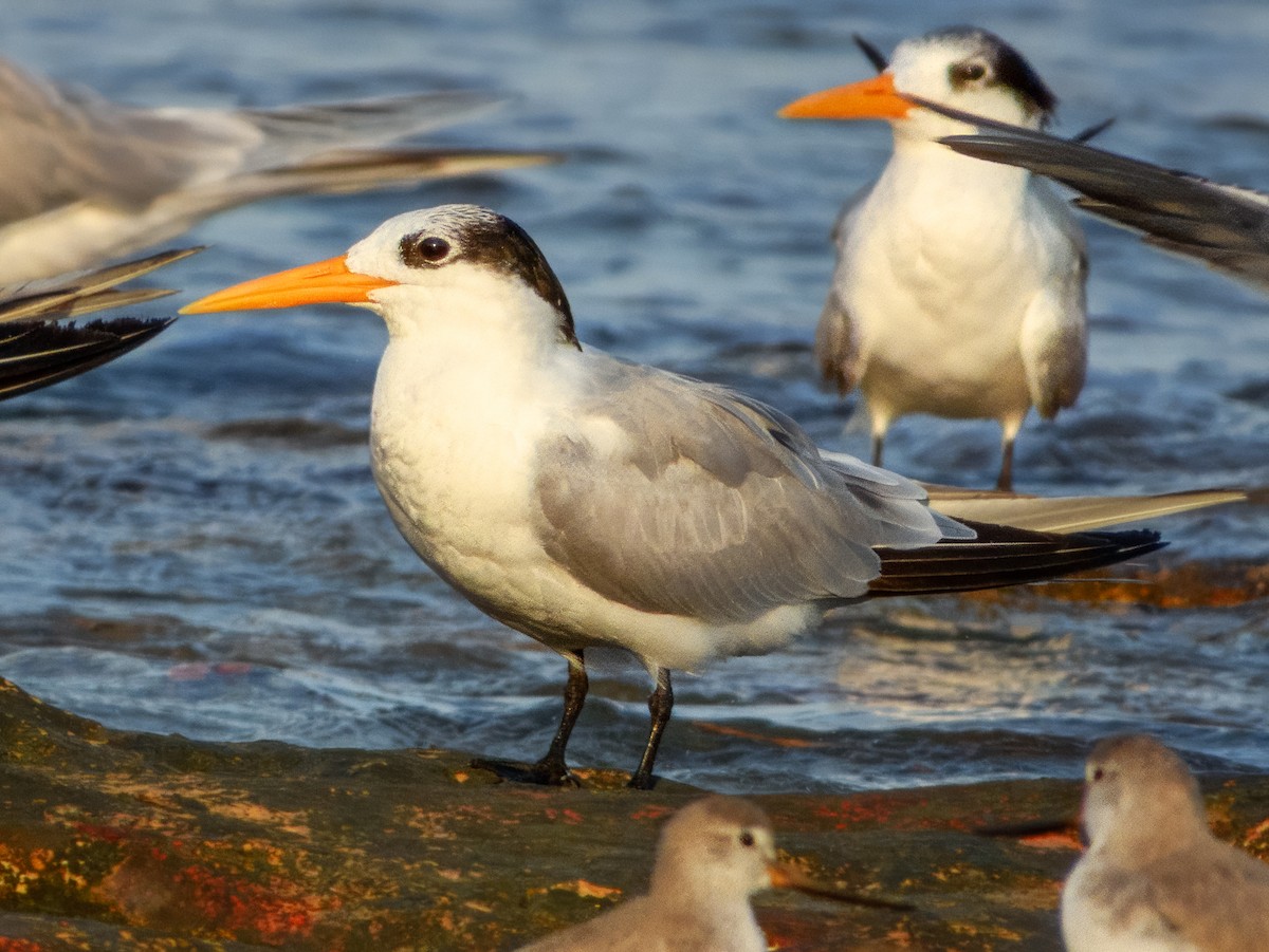 Lesser Crested Tern - Imogen Warren