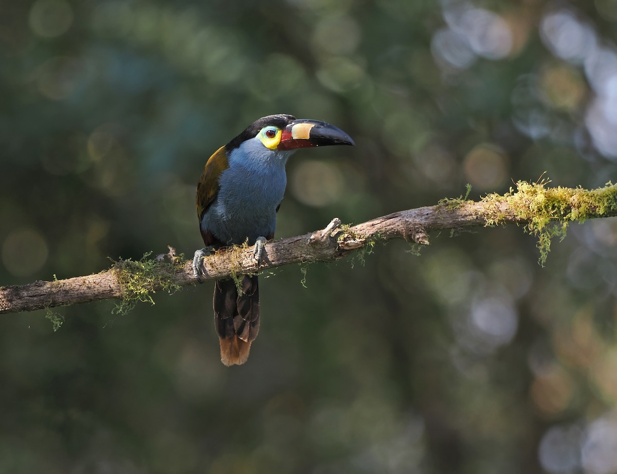 Plate-billed Mountain-Toucan - ML625382520