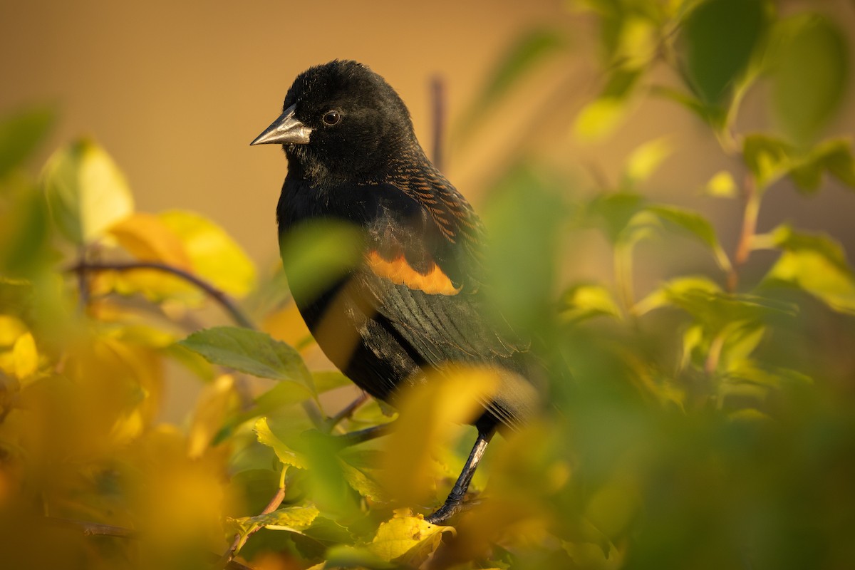 Red-winged Blackbird - ML625382521