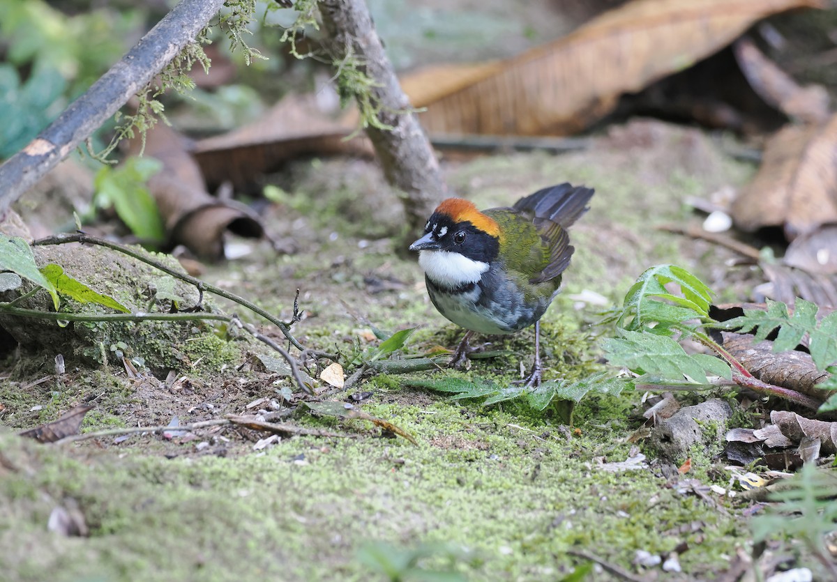 Chestnut-capped Brushfinch (Chestnut-capped) - ML625382523