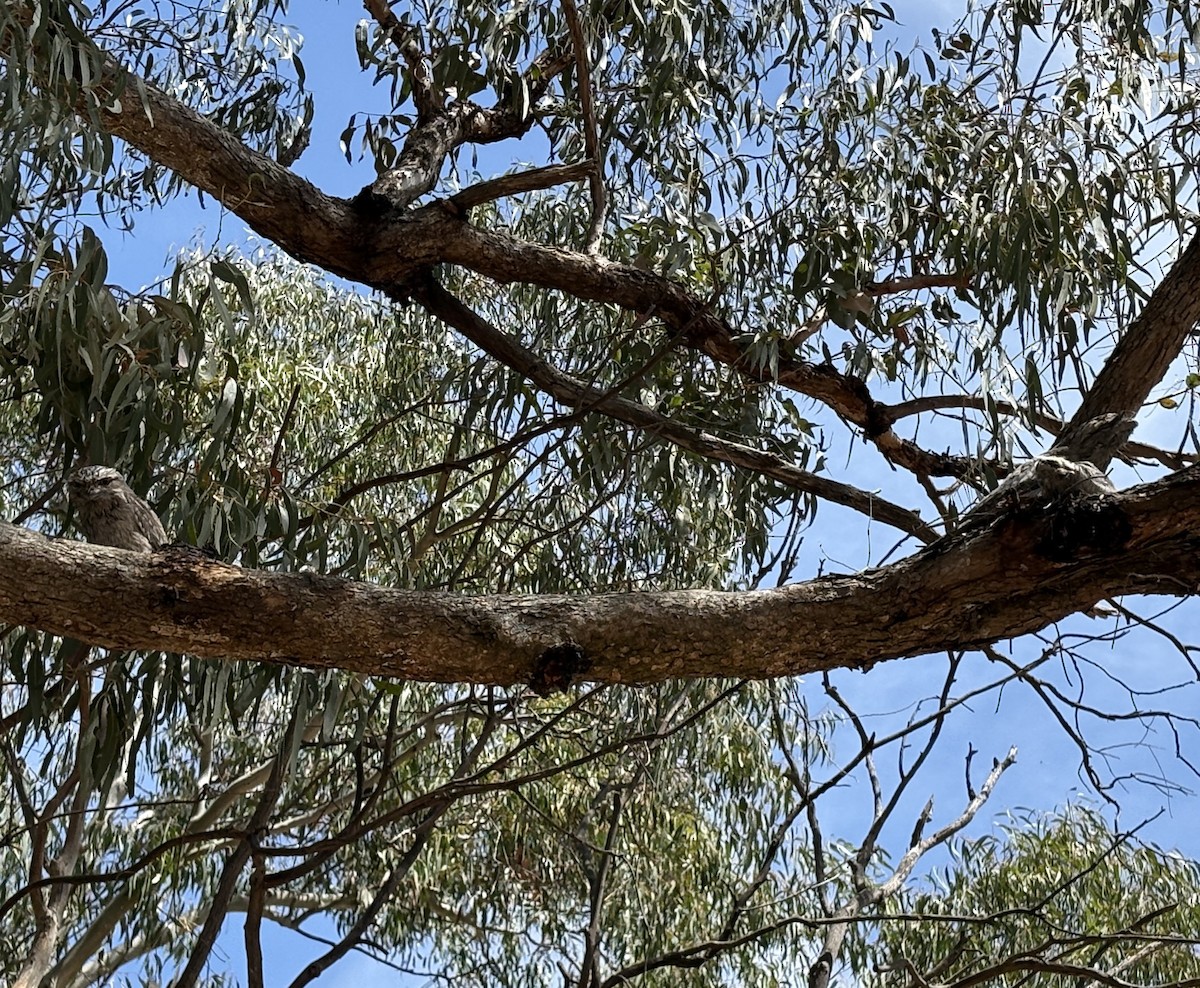 Tawny Frogmouth - ML625382556