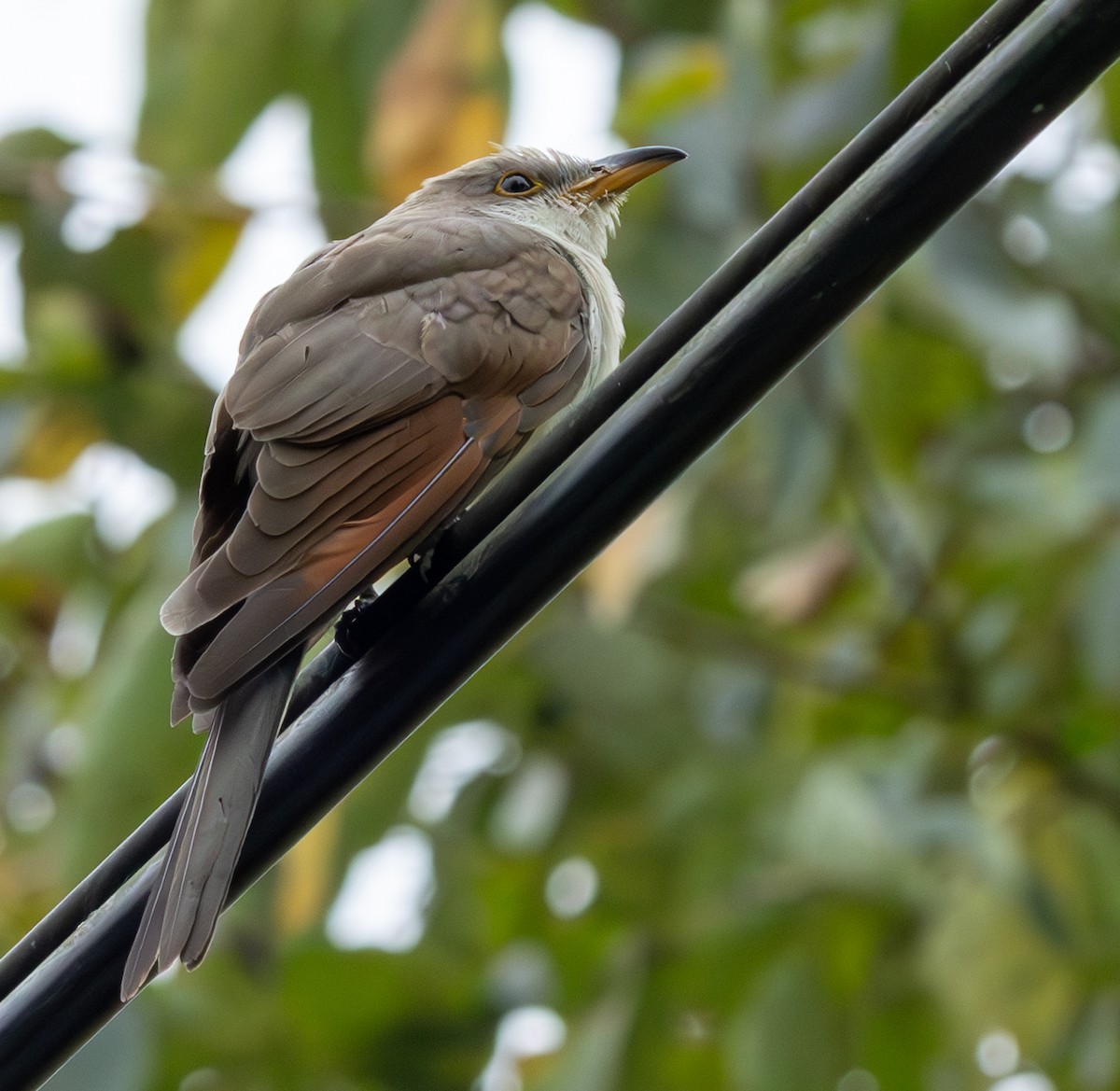 Yellow-billed Cuckoo - ML625382560