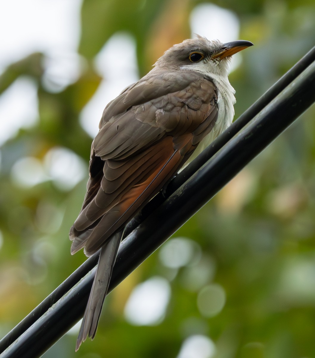 Yellow-billed Cuckoo - ML625382561