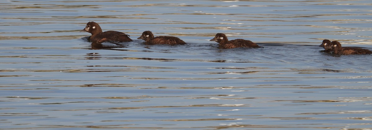 Harlequin Duck - ML625382587