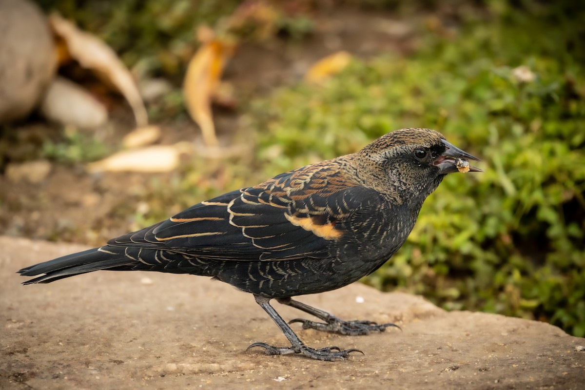 Red-winged Blackbird - ML625382607