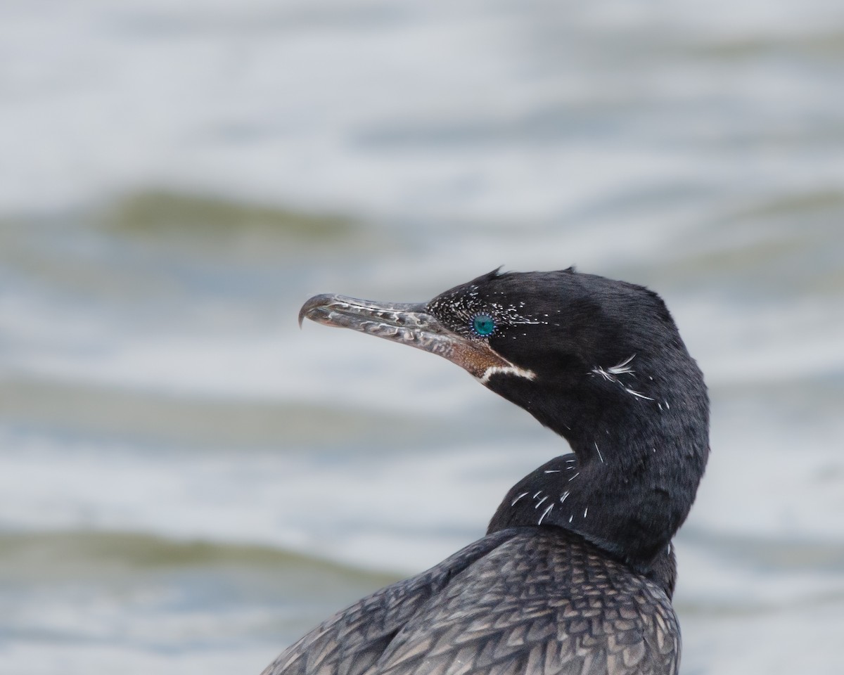 Neotropic Cormorant - ML625382639