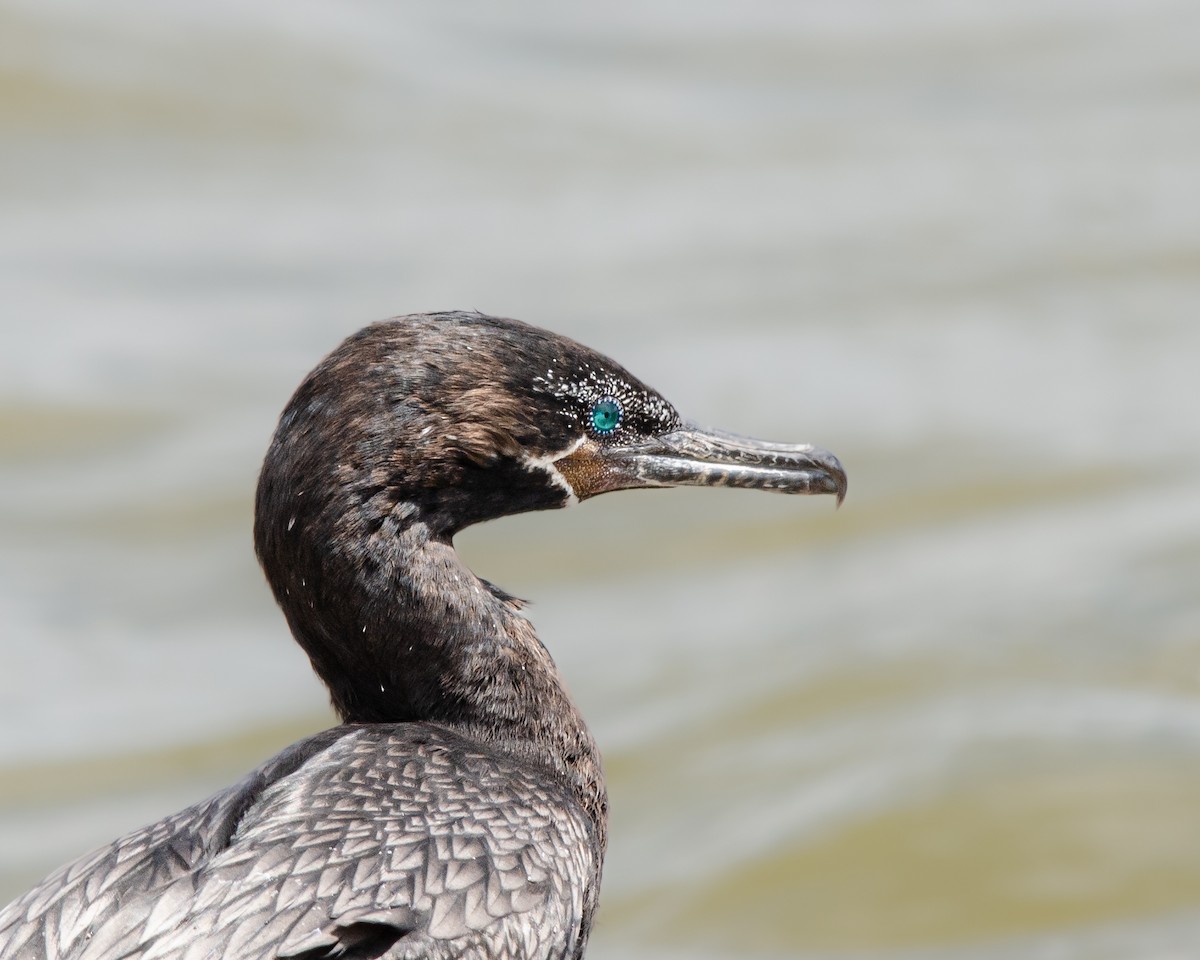 Neotropic Cormorant - ML625382640