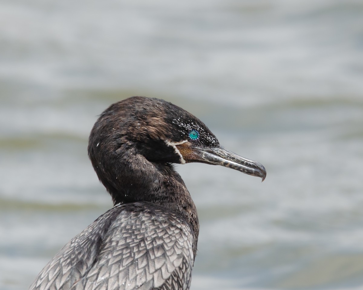 Neotropic Cormorant - ML625382641