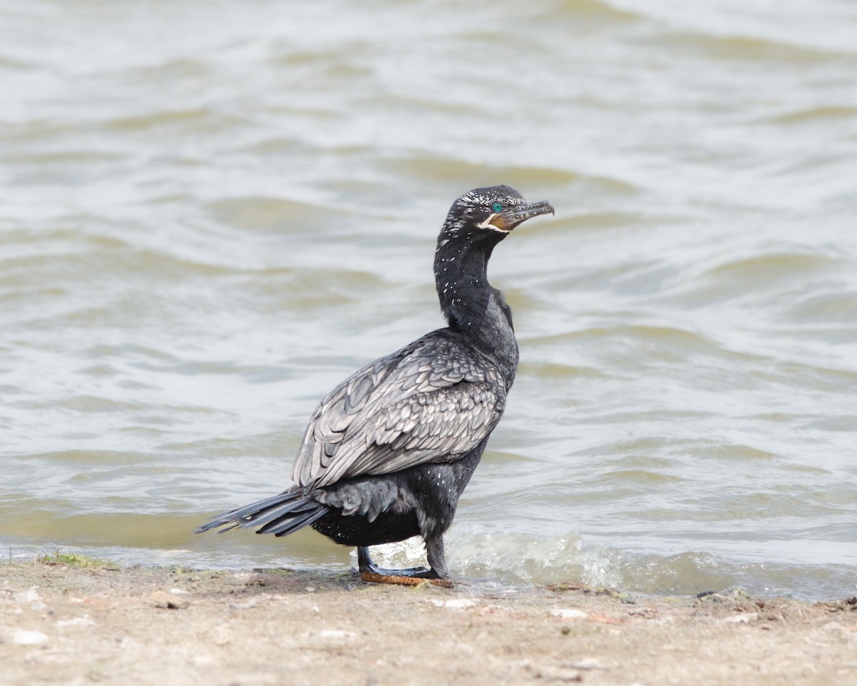 Neotropic Cormorant - ML625382642