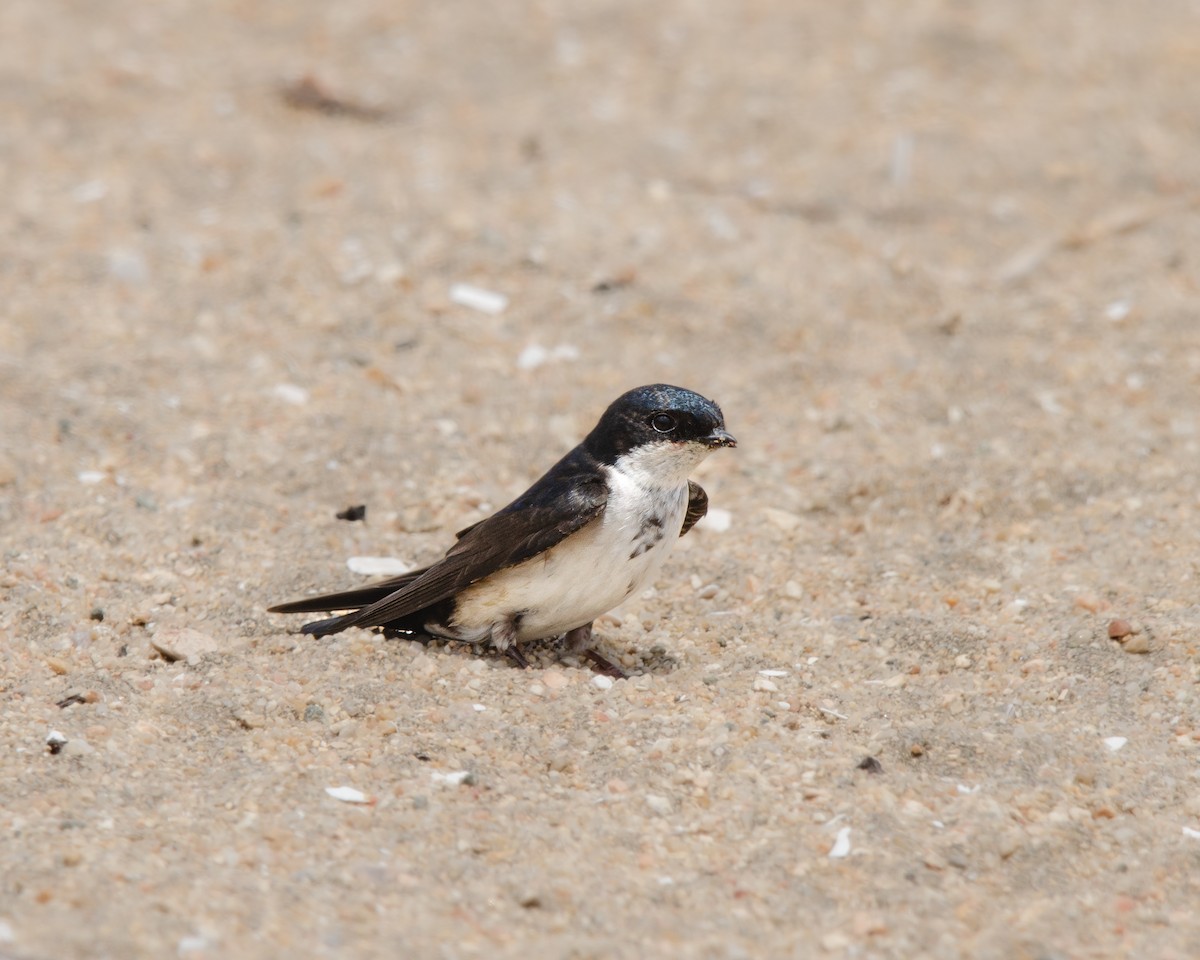 Blue-and-white Swallow - ML625382647