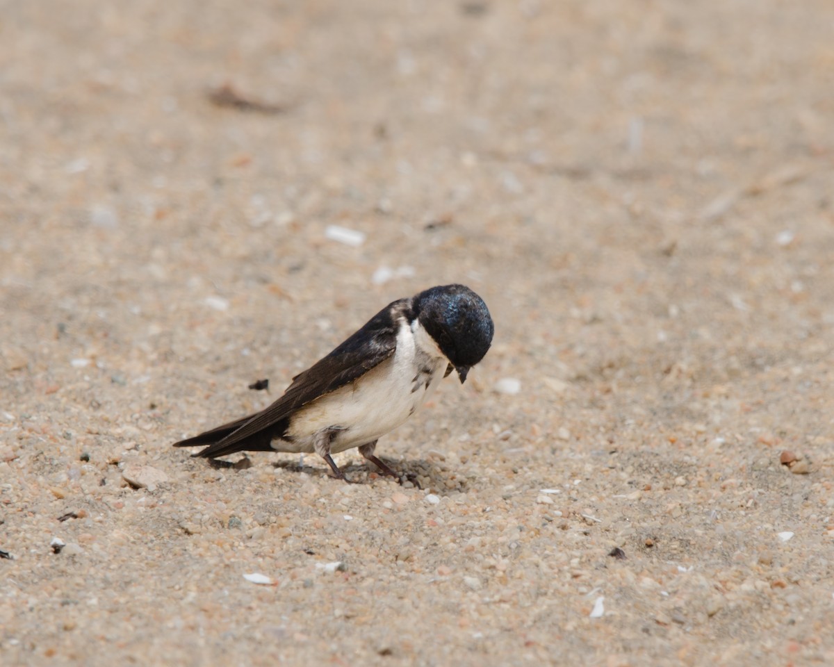 Blue-and-white Swallow - ML625382648