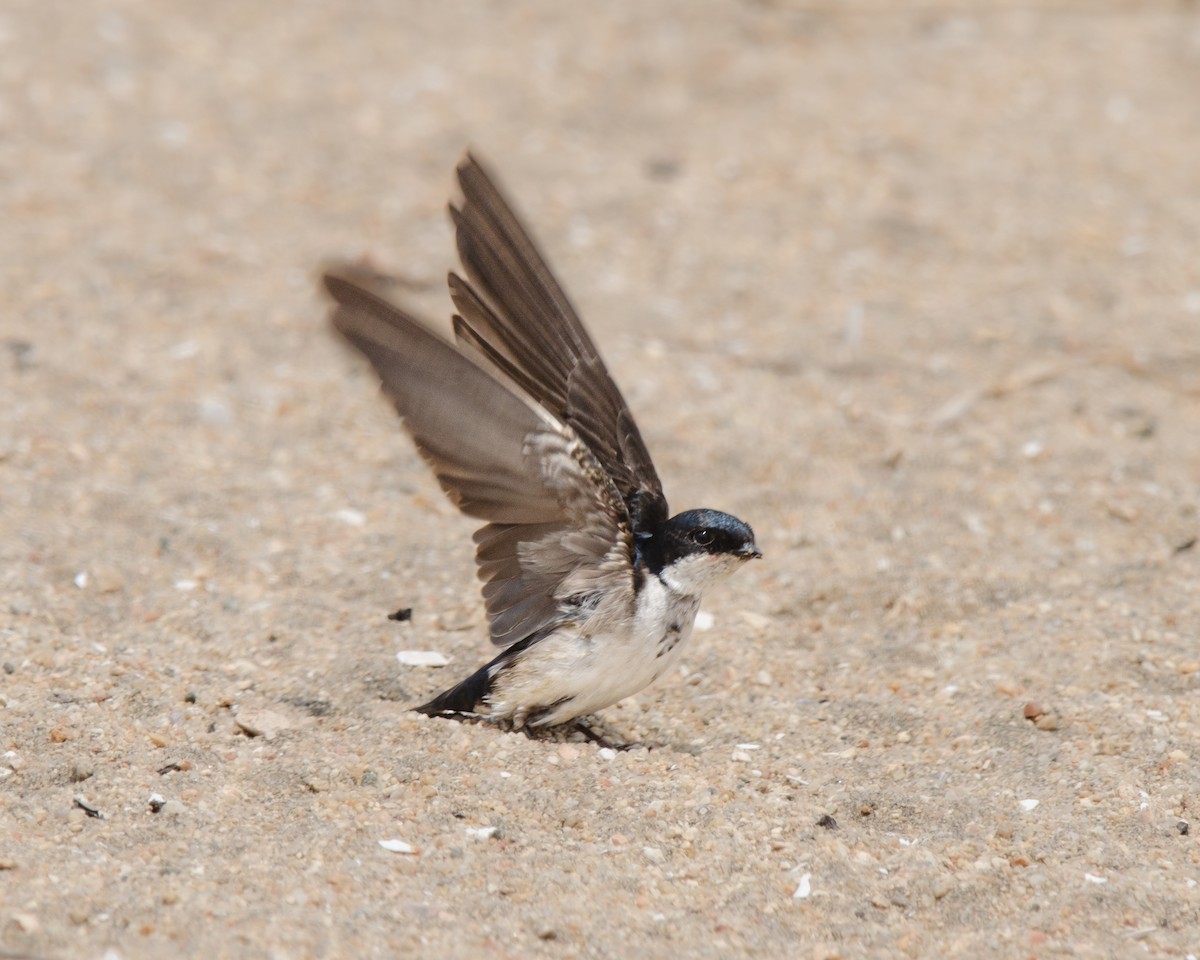 Blue-and-white Swallow - ML625382649