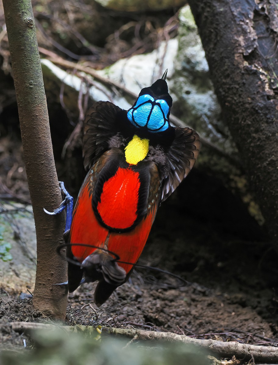 Wilson's Bird-of-Paradise - ML625382651