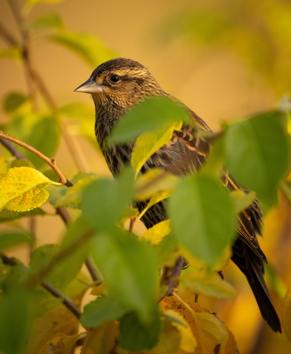 Red-winged Blackbird - ML625382701