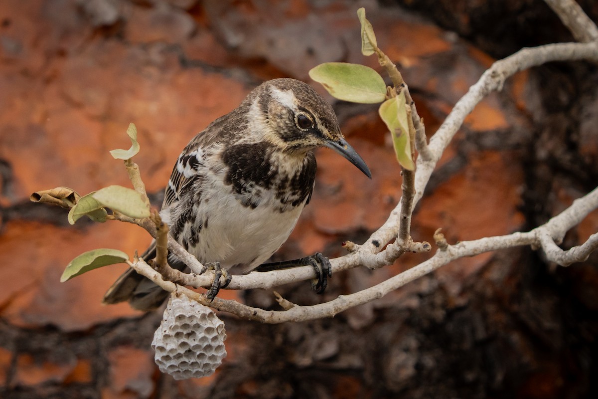 Floreana Mockingbird - ML625382804
