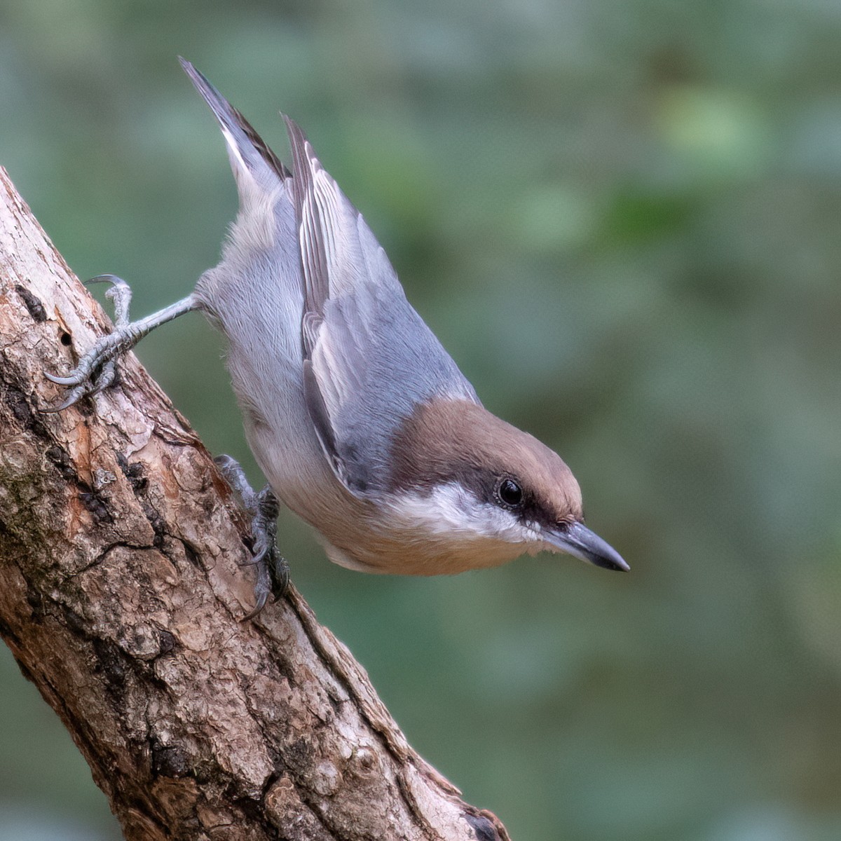 Brown-headed Nuthatch - ML625382808