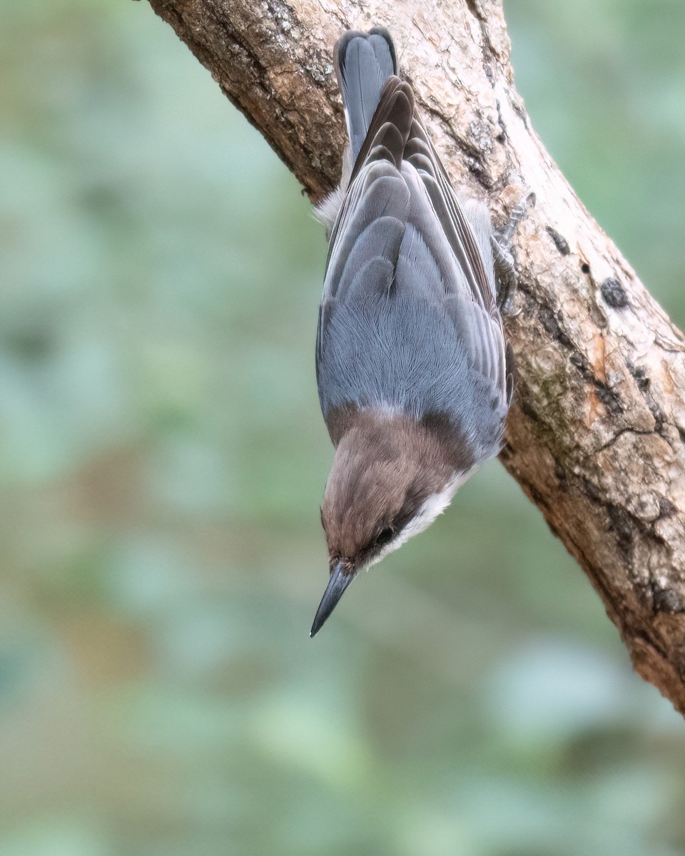 Brown-headed Nuthatch - ML625382809