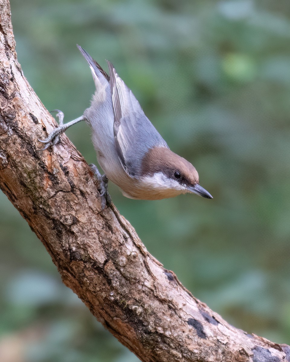 Brown-headed Nuthatch - ML625382810