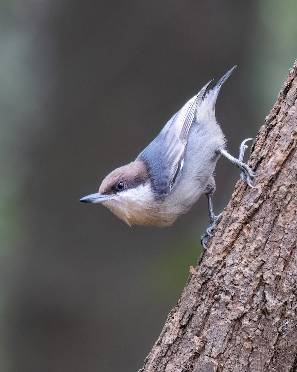 Brown-headed Nuthatch - ML625382811