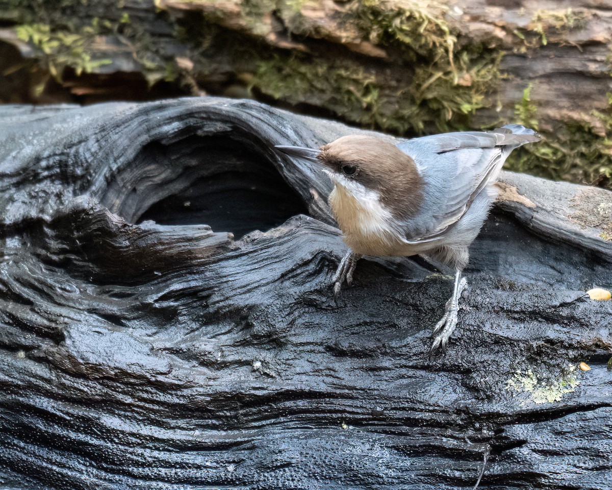 Brown-headed Nuthatch - ML625382812