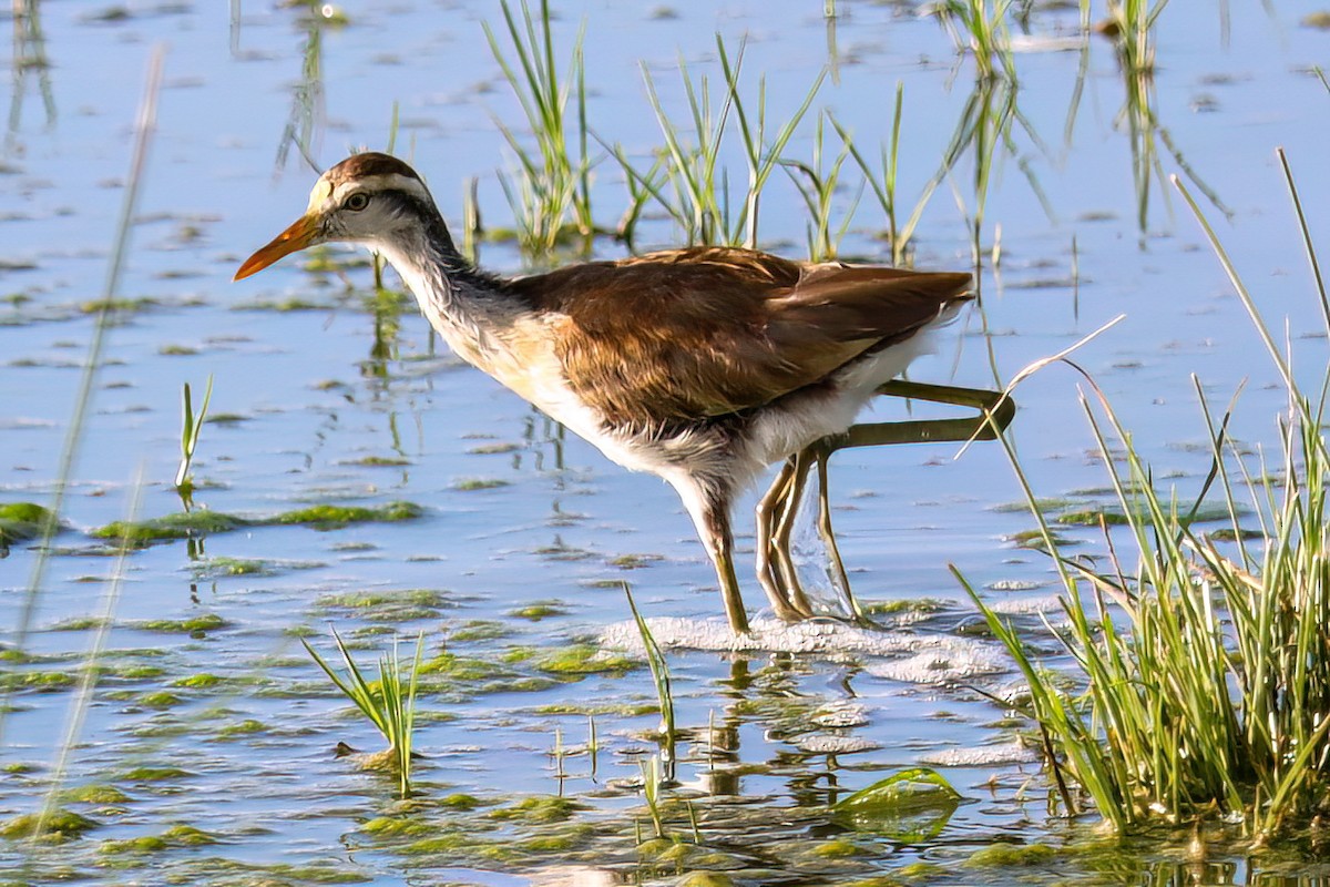 Northern Jacana - ML625382831