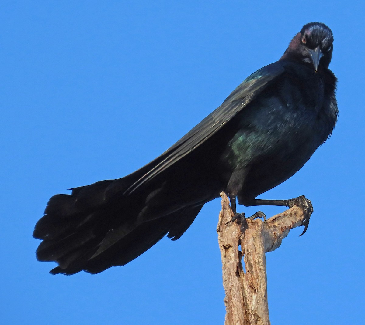 Boat-tailed Grackle - ML625382837