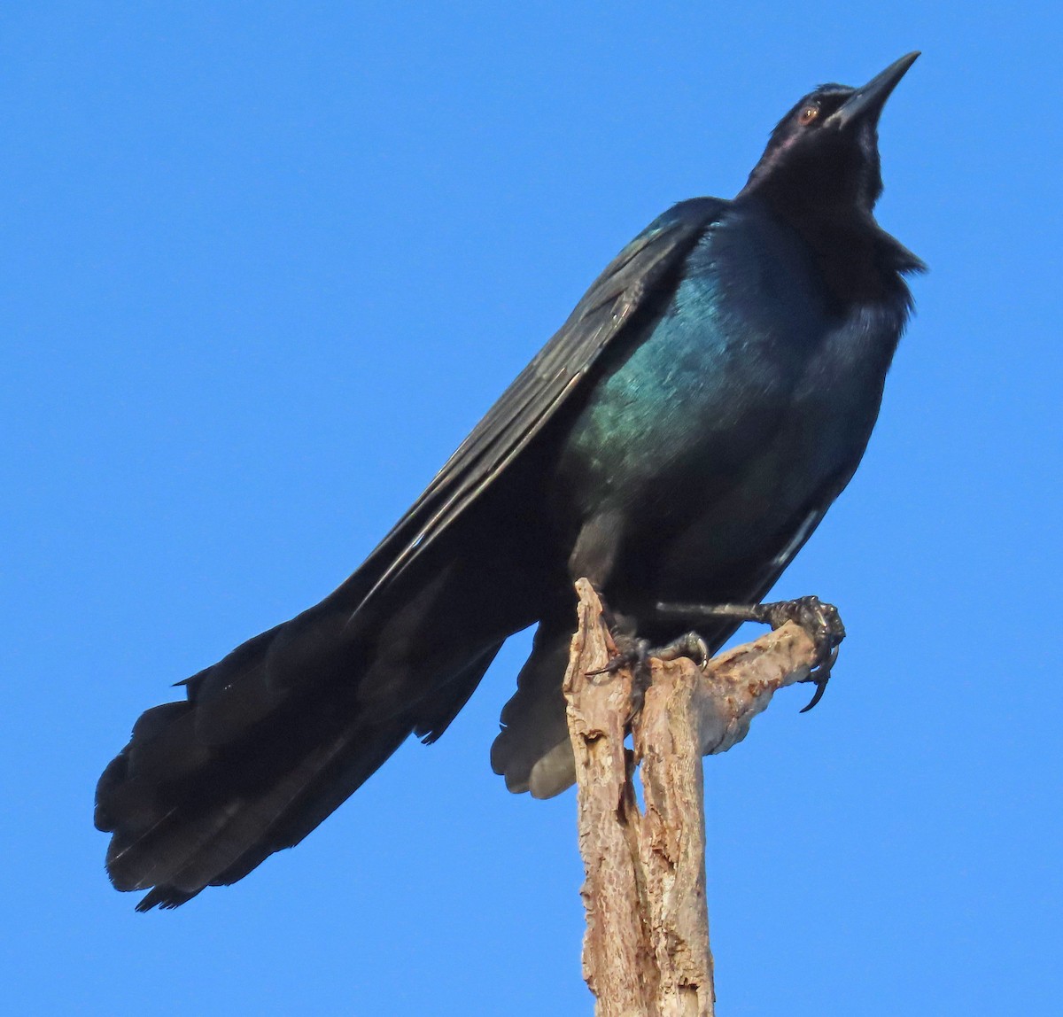 Boat-tailed Grackle - ML625382839