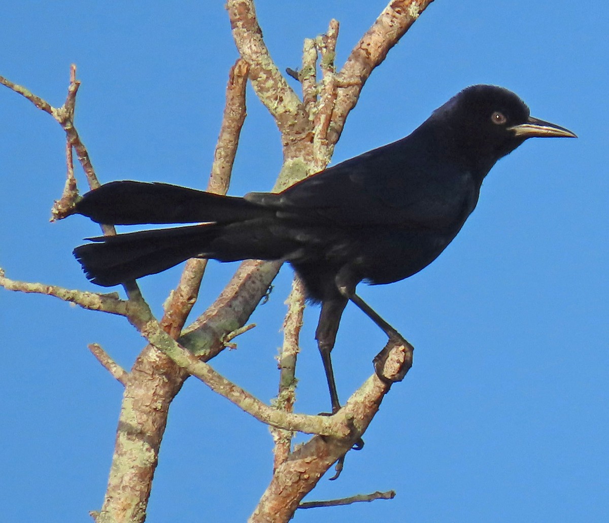 Boat-tailed Grackle - ML625382840