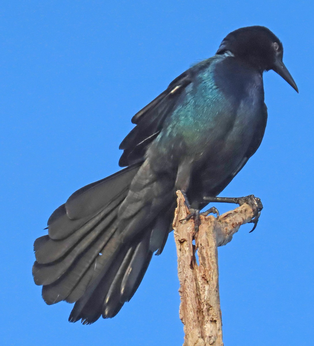 Boat-tailed Grackle - ML625382841