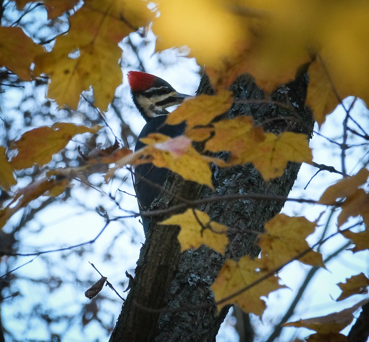 Pileated Woodpecker - ML625382920