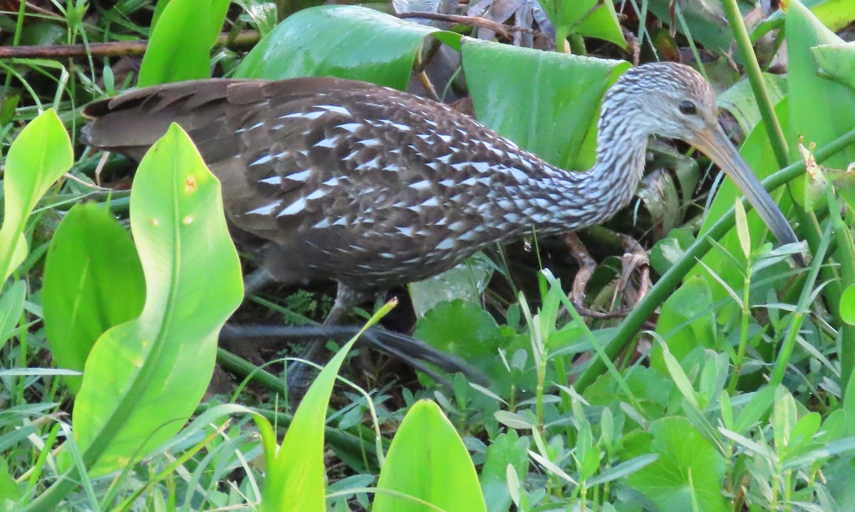 Limpkin - ML625382924