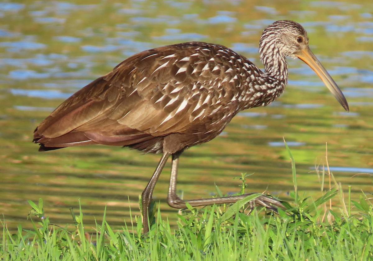 Limpkin - ML625382925