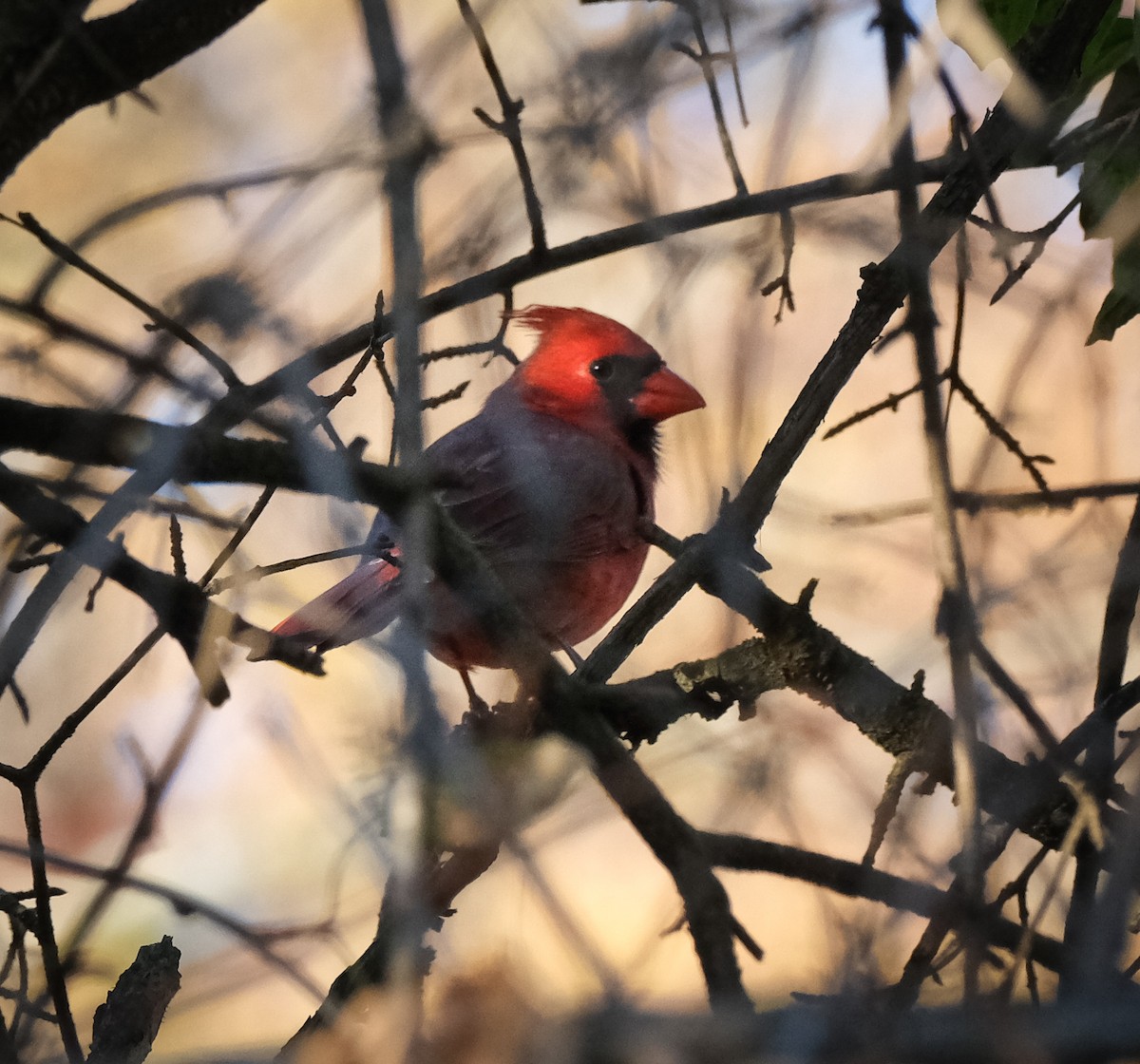 Northern Cardinal - ML625382926