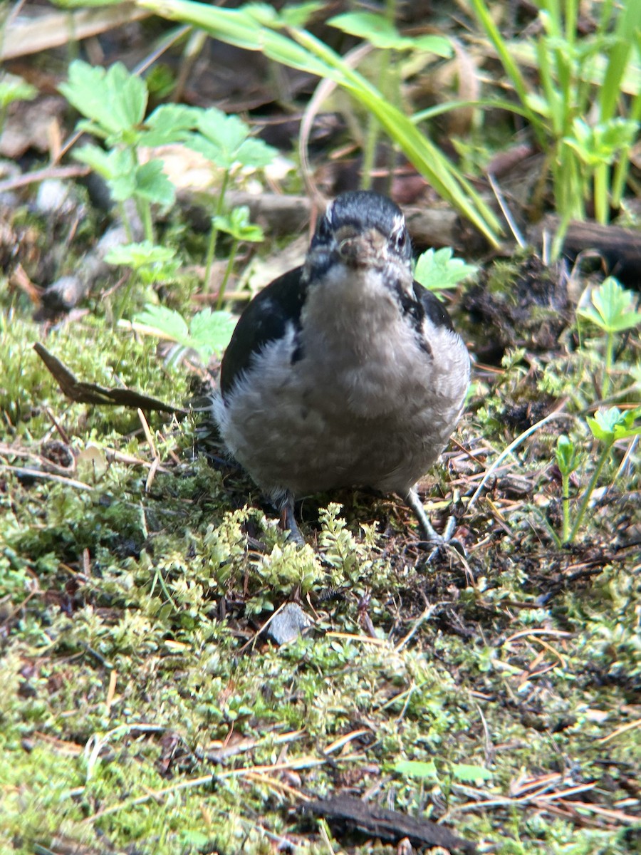 Hairy Woodpecker - ML625382941