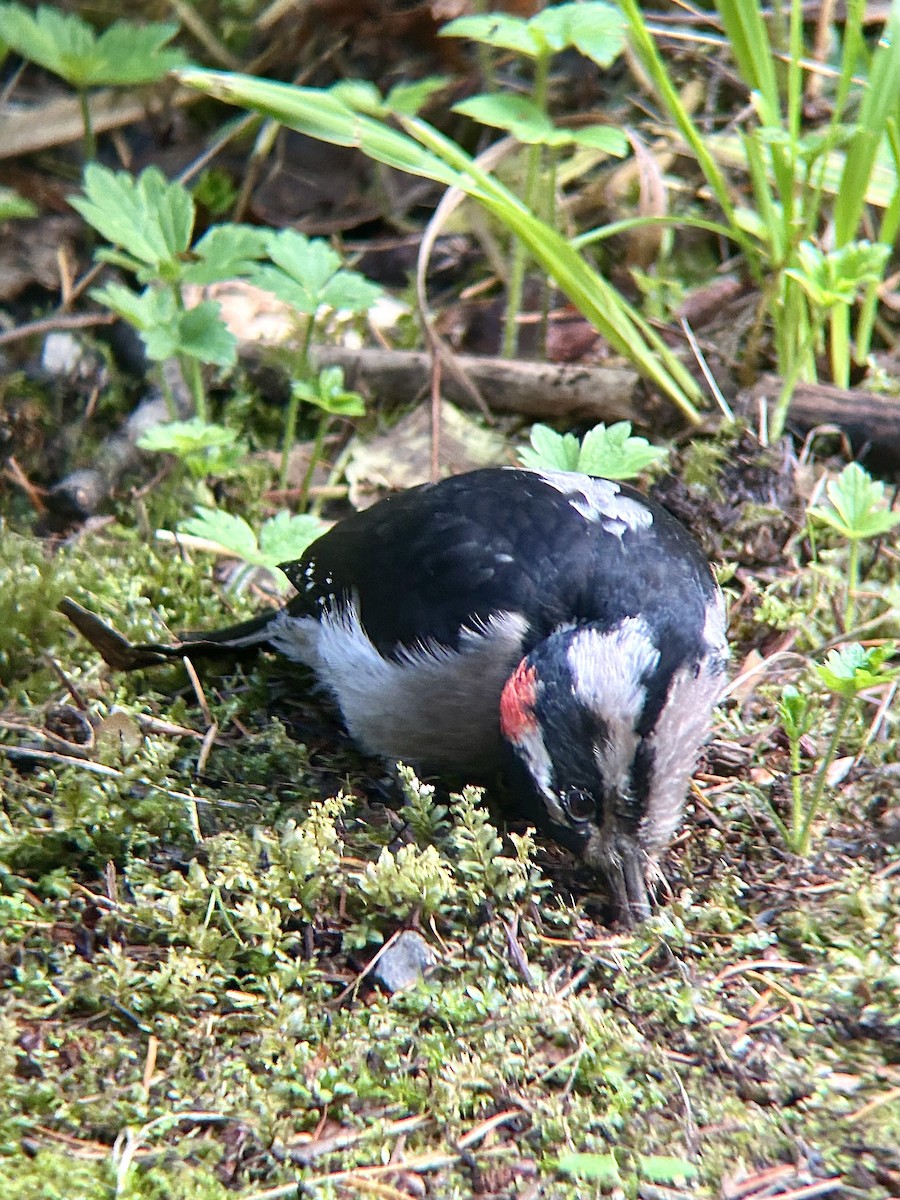 Hairy Woodpecker - ML625382942