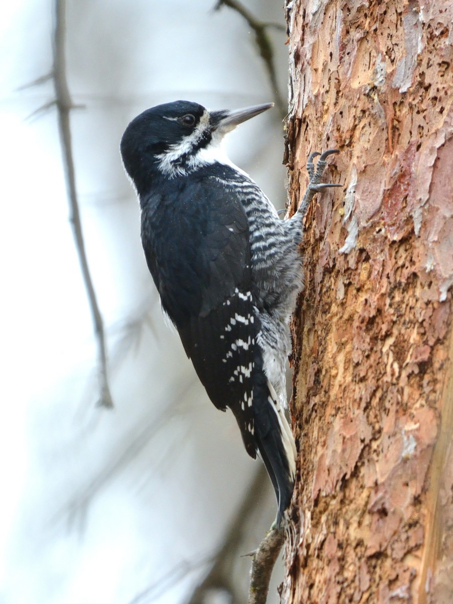 Black-backed Woodpecker - ML625382951