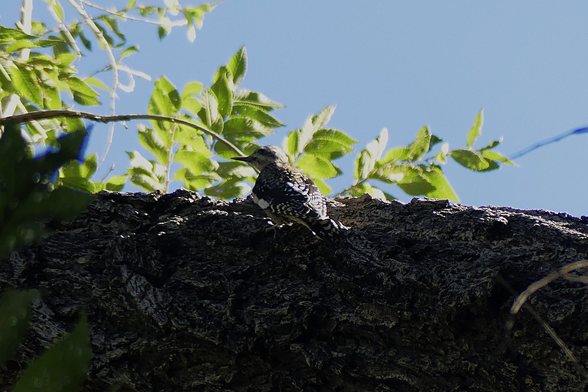 Yellow-bellied Sapsucker - ML625383012