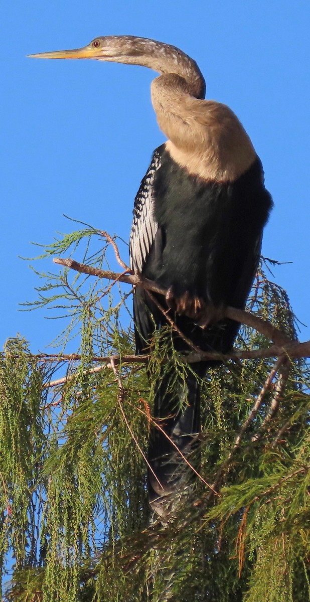 Anhinga - ML625383031