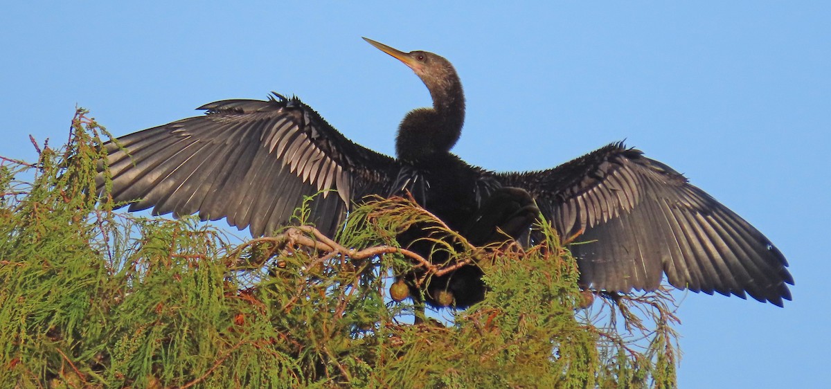 Anhinga - ML625383032