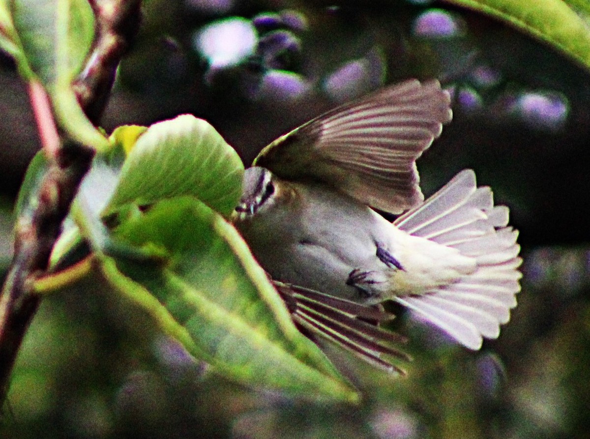 Red-eyed Vireo - Alejandra Guevara