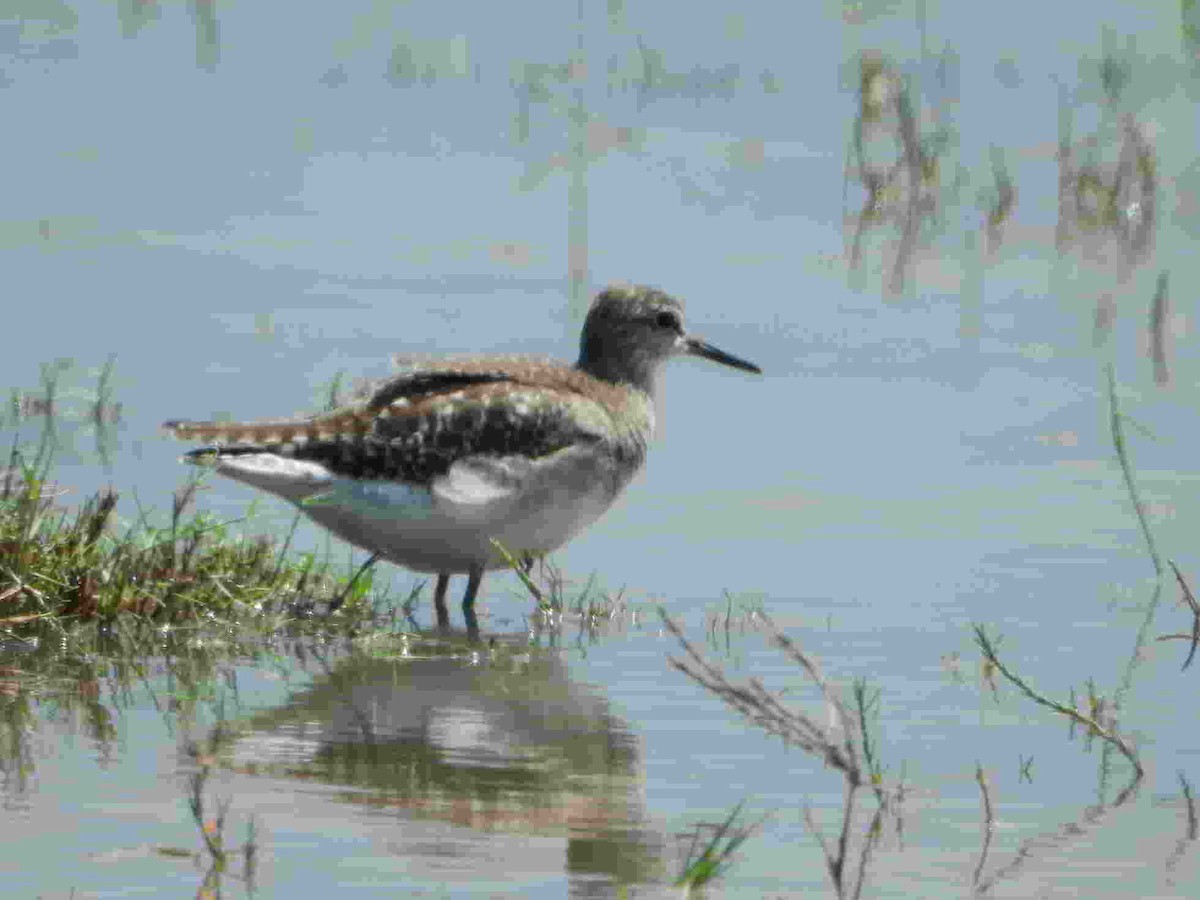 Wood Sandpiper - ML625383097