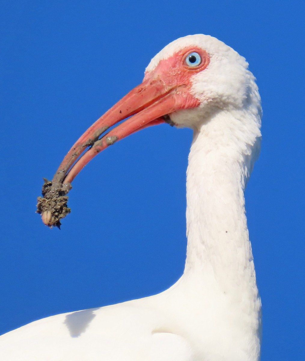 White Ibis - ML625383119