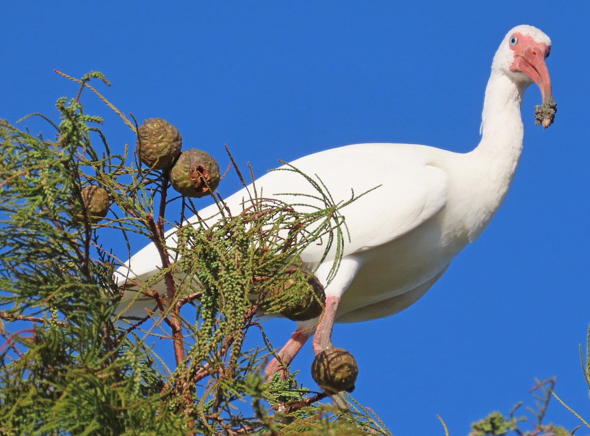 White Ibis - ML625383120