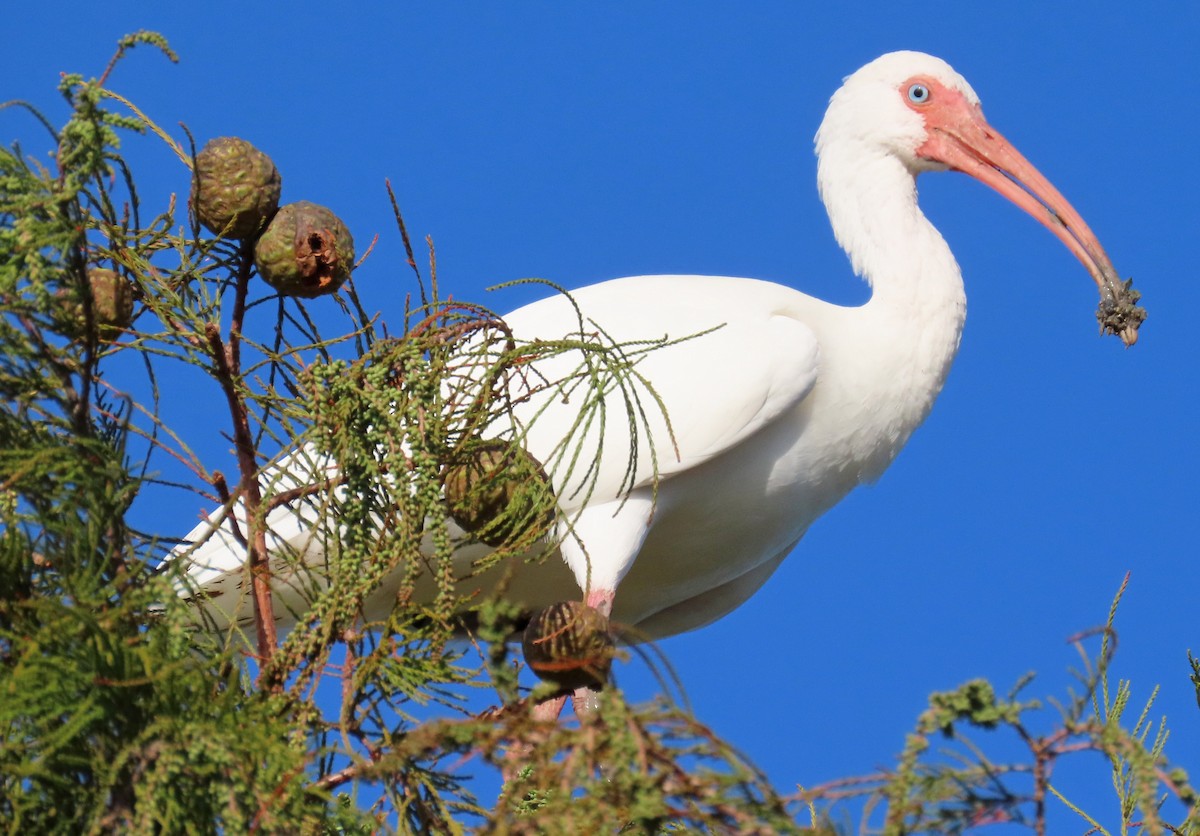 White Ibis - ML625383121