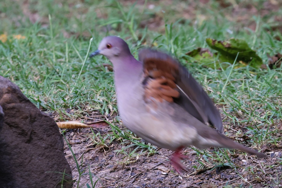 White-tipped Dove - Audrey Whitlock