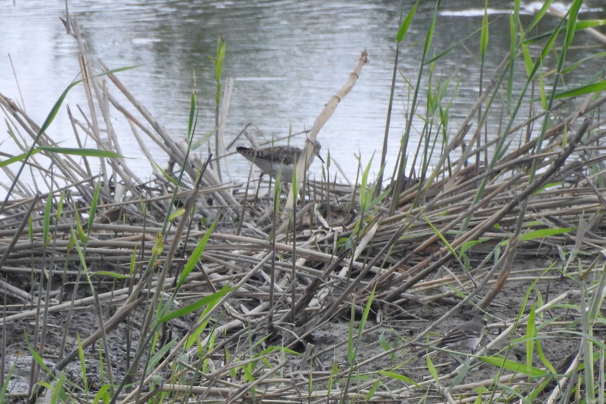 Wood Sandpiper - ML625383147