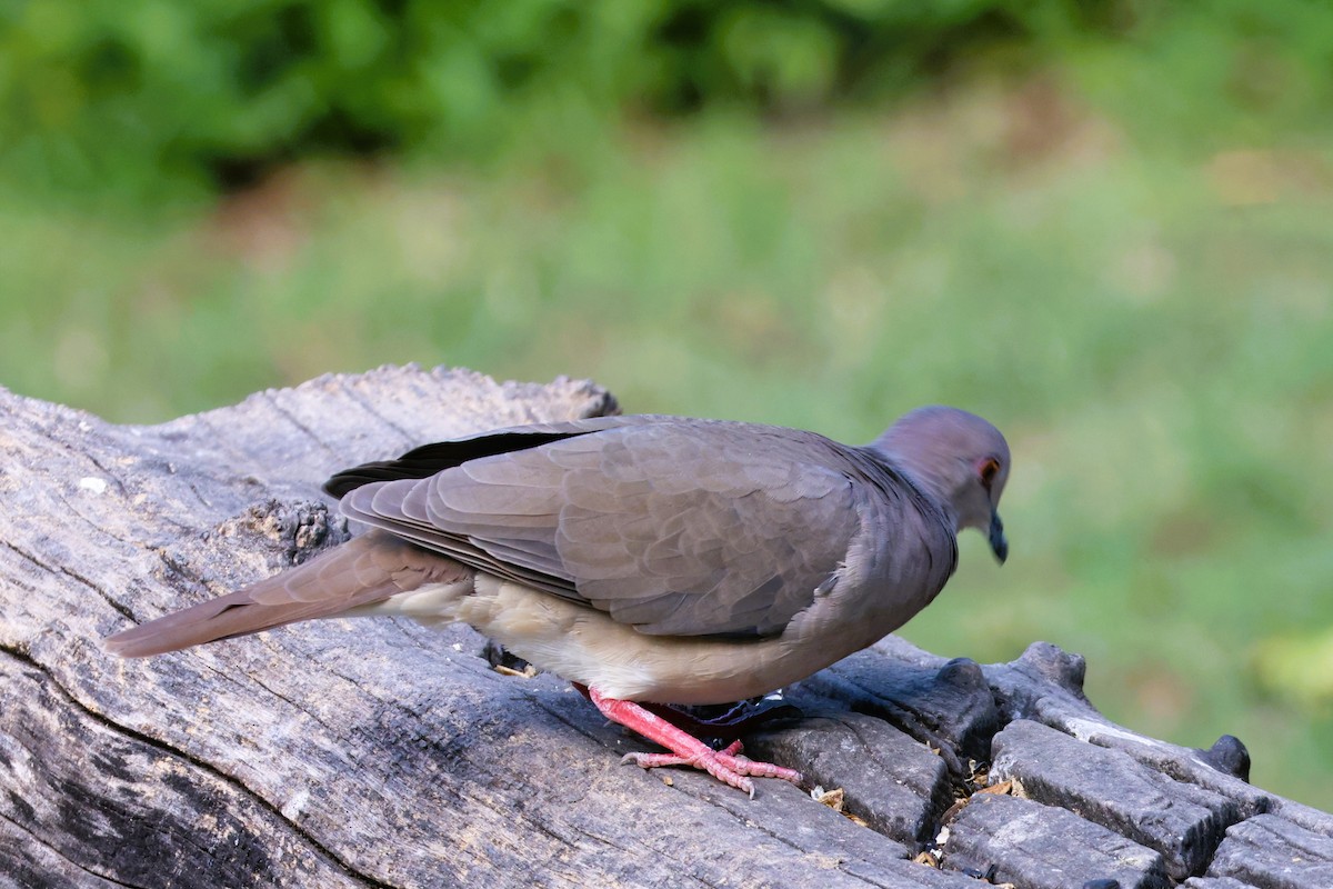 White-tipped Dove - Audrey Whitlock