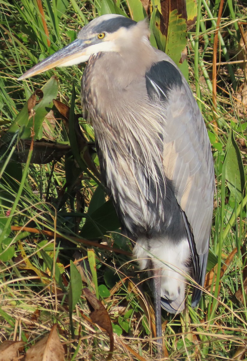 Great Blue Heron - ML625383234