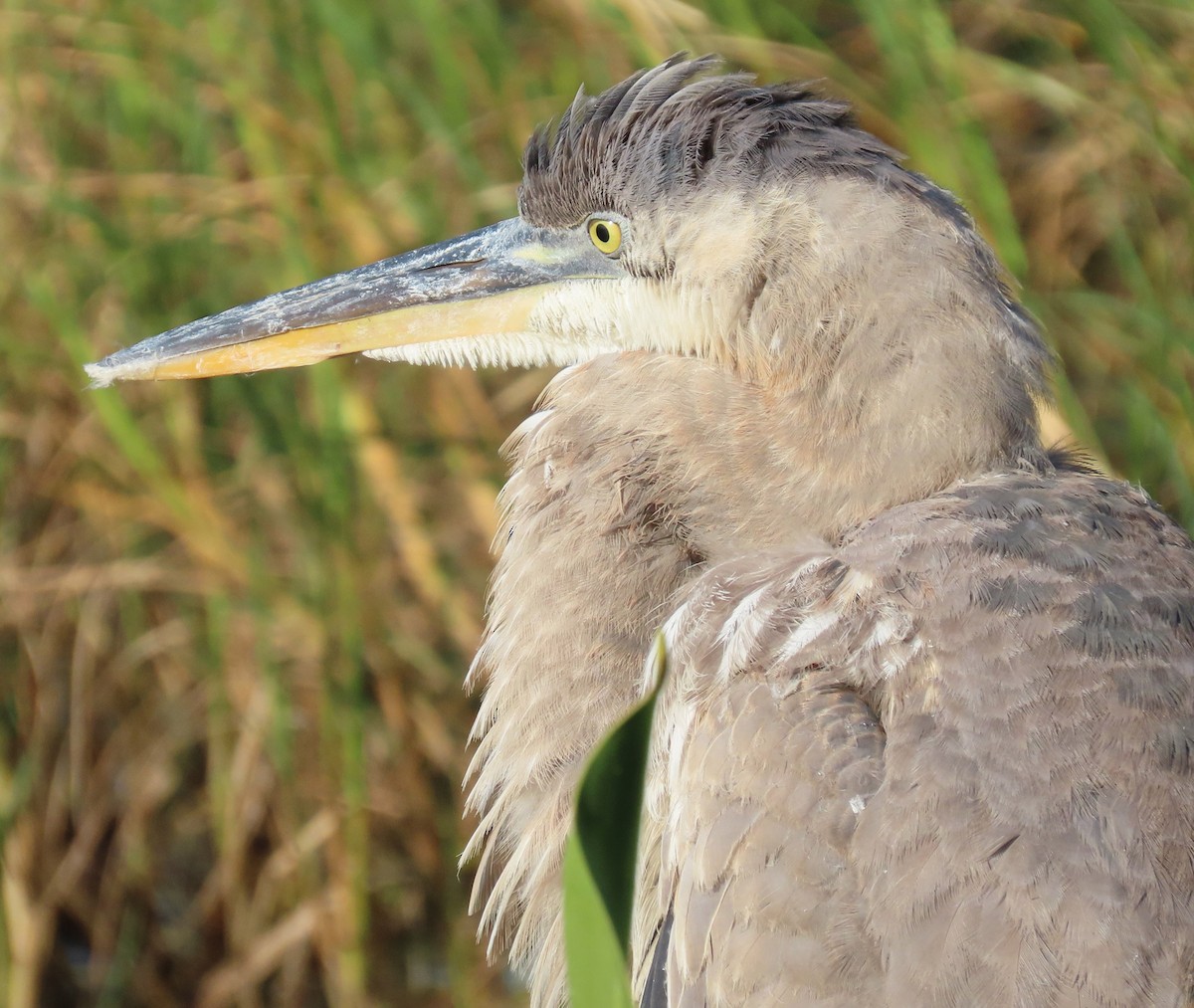 Great Blue Heron - ML625383235