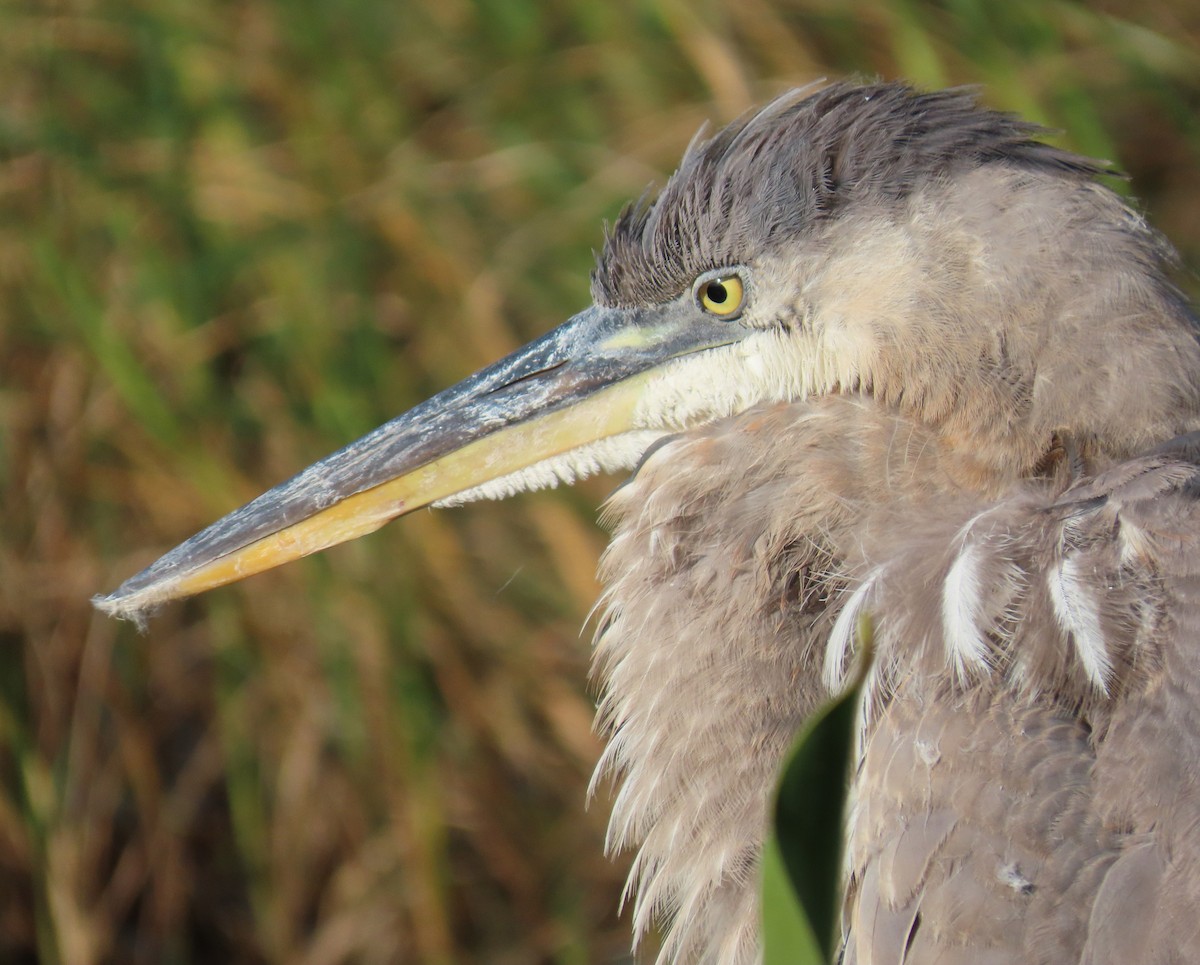 Great Blue Heron - ML625383236